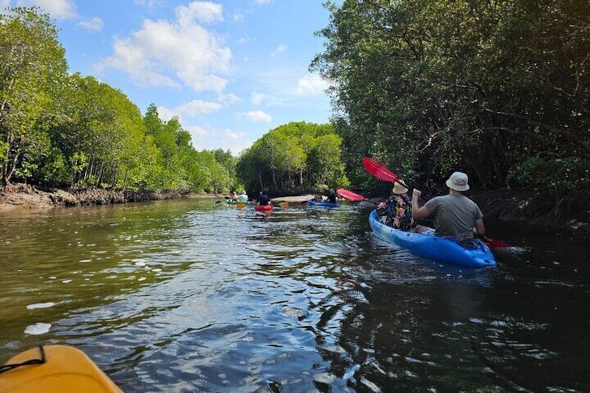 Half day Mangrove by Kayaking or Longtail boat from Koh Lanta