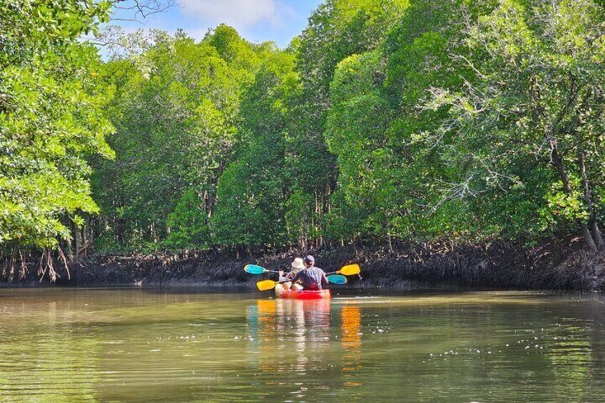 Half day Mangrove by Kayaking or Longtail boat from Koh Lanta 