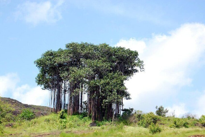 Sinhagad Fort Trip (Guided Half Day Sightseeing Tour)