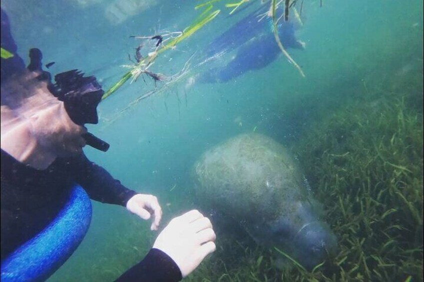 Private Manatee Snorkeling Tour