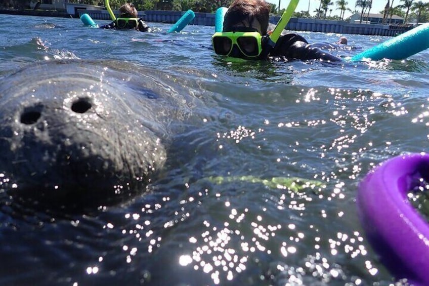 Private Manatee Snorkeling Tour