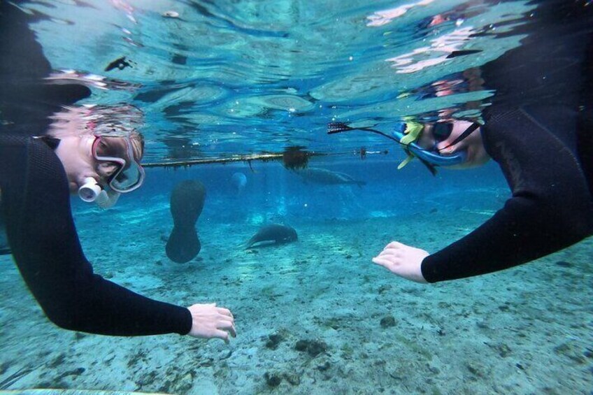 Private Manatee Snorkeling Tour