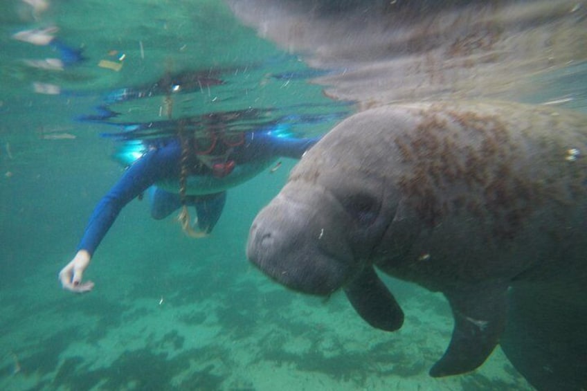 One on One with Manatees!