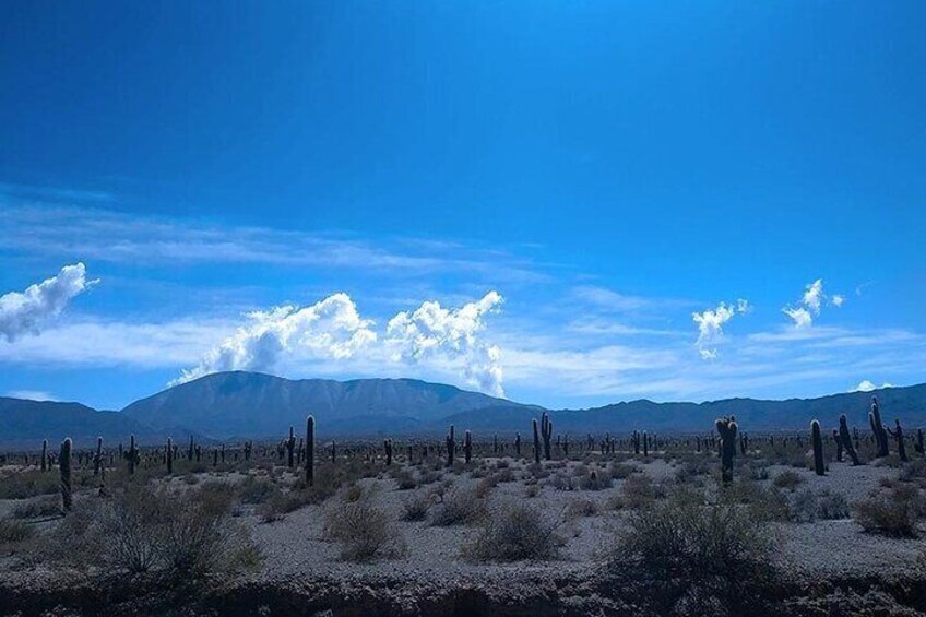 Excursion to Cachi & Calchaquies Valley from Salta