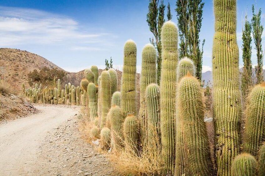 Excursion to Cachi & Calchaquies Valley from Salta