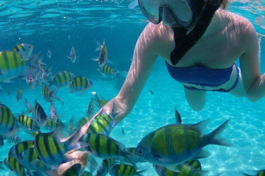 Snorkel off the shores of Cayo Arena!