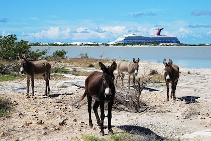 Grand Turk Historical Sightseeing Tour by Tram