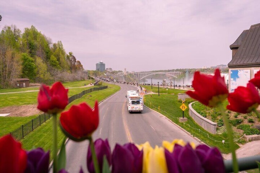 Niagara Parkway with Tulips in the forefront.