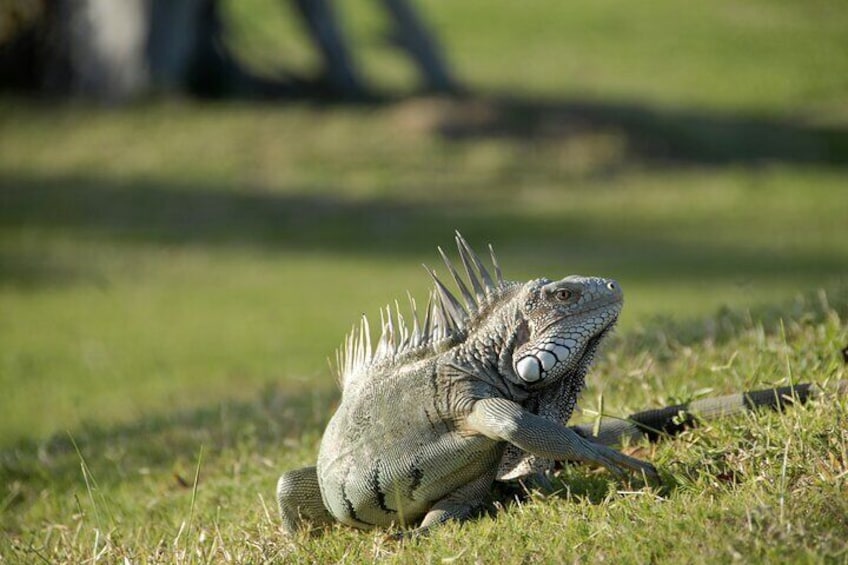 Iguanas can be seen throughout the tour