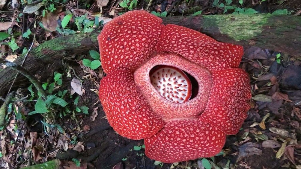 Rafflesia Safari - Private