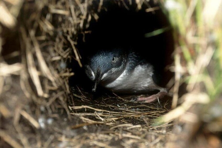 Little penguin