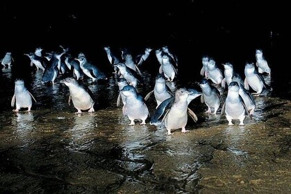 Private Phillip Island Penguin Parade Tour