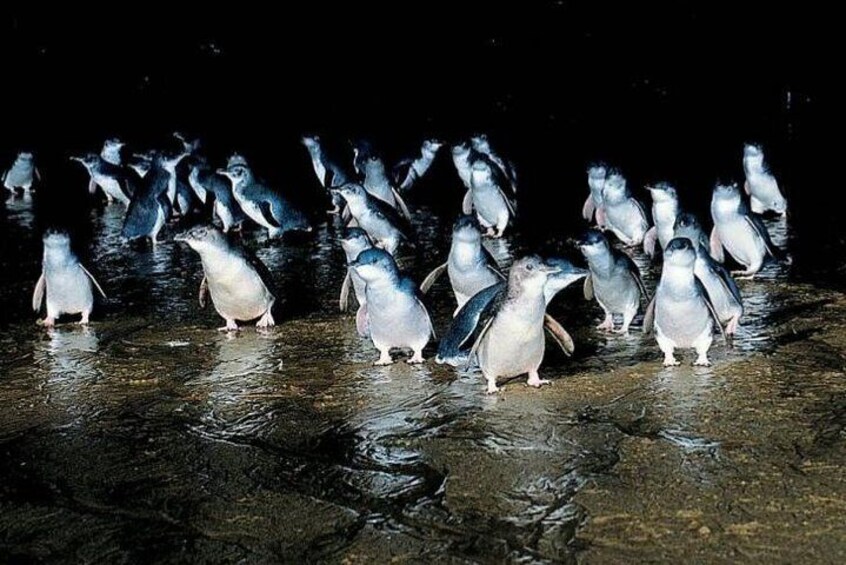 Penguin waddle