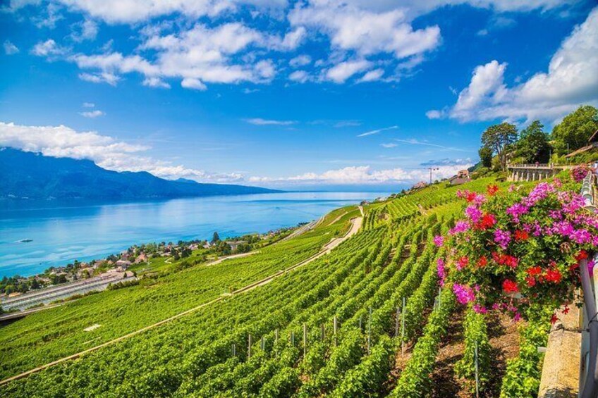 Wine Terrace in Lavaux