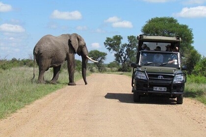 All-inclusive - 2 Day Kruger Safari from Johannesburg