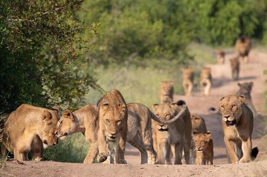 All Inclusive 2 Day Kruger Safari from Johannesburg