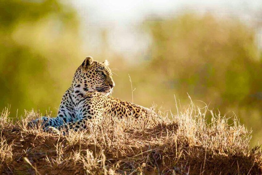 Private 2 Days Kruger Park Safari from Johannesburg