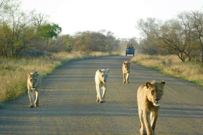 Private 2 Days Kruger Park Safari from Johannesburg