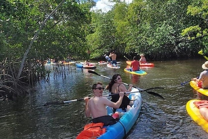 Island City ECO Paddle & Lesson: Explores Nature Preserve Tropical Wild Lif...