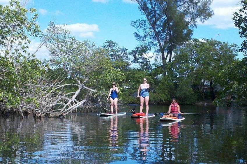 Mangroves Lagoon