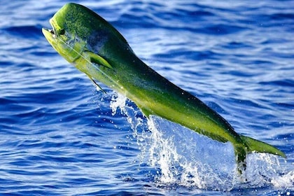Boca Raton Deep Sea Fishing Trips