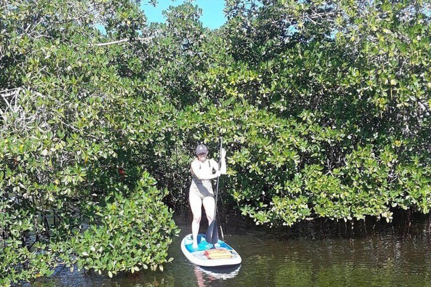 Naples Paddleboard Mangrove forest tours , Naples Paddleboard inc,