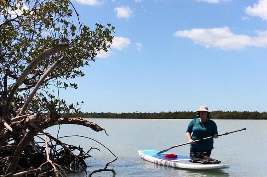 Naples Paddleboard Mangrove forest tours , Naples Paddleboard inc,