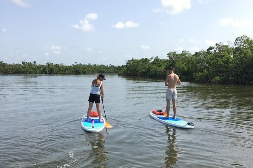 Naples Paddleboard Mangrove forest tours , Naples Paddleboard inc,