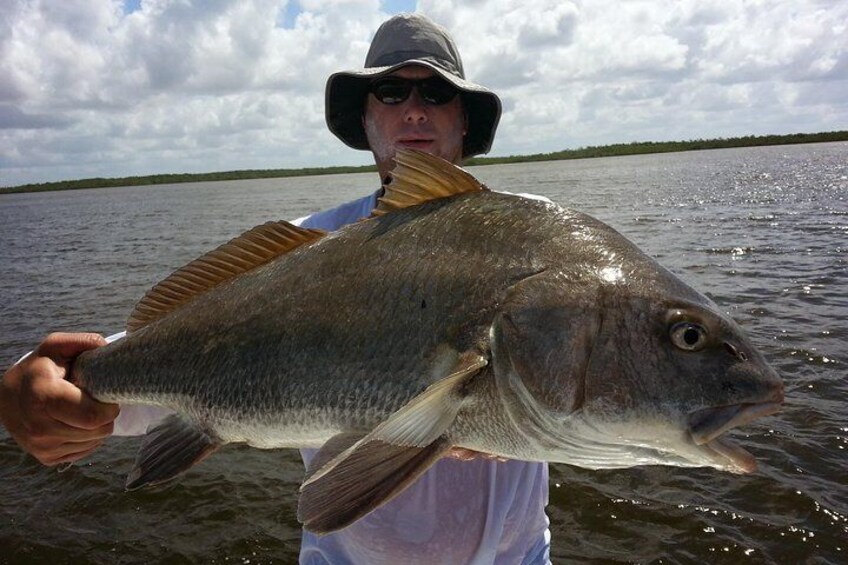 Giant black drum in the Lostmans River in the Everglades National Park