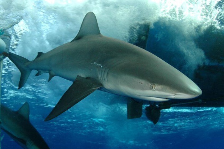 The Galapagos shark