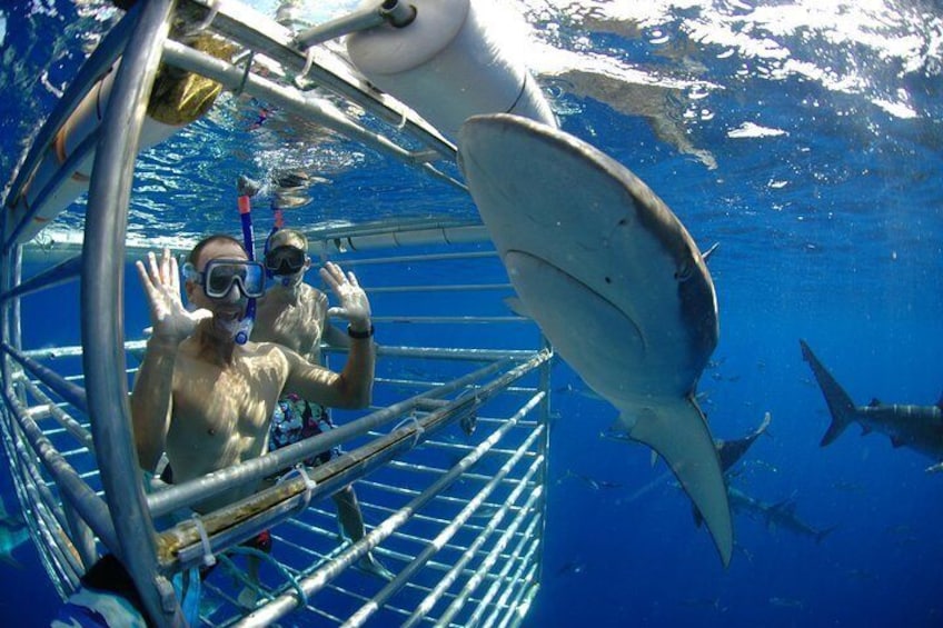 Hawaii Shark Encounters