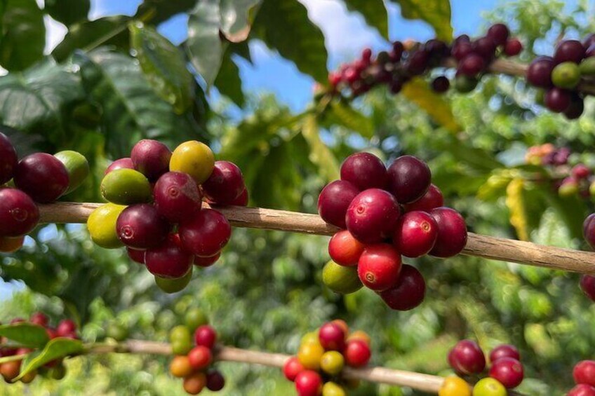 Coffee cherries