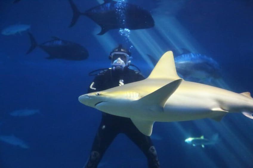 Enjoy over 20 presentations with our marine naturalists and divers.