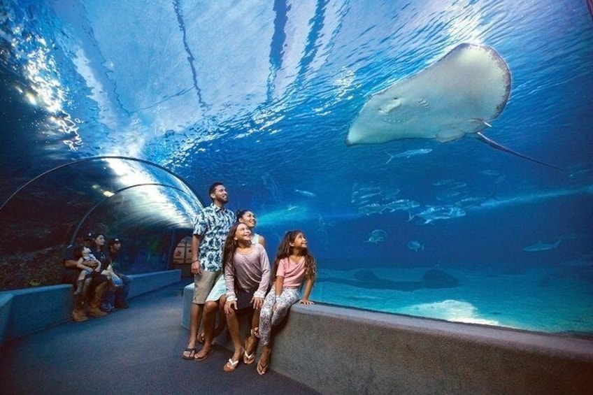 Immerse yourself in Hawaii's underwater world.