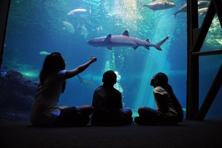 Encounter Hawaii's Marine Life