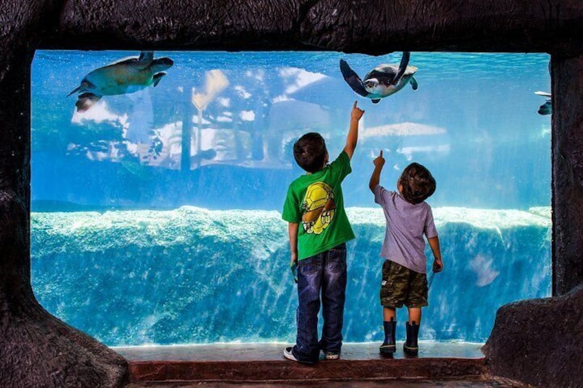 Encounter Hawaiian green sea turtles at the Turtle Lagoon exhibit.