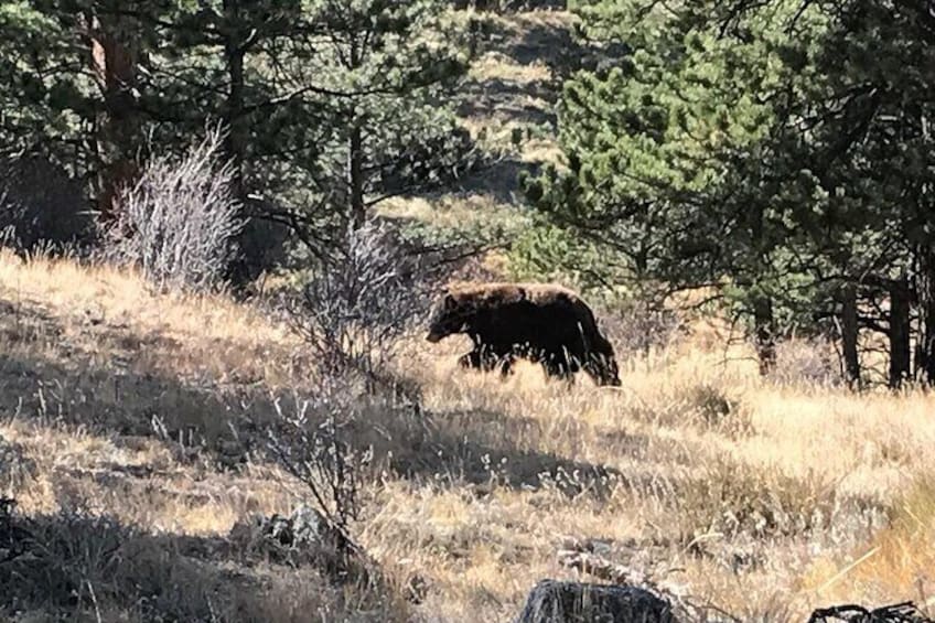 Black Bear