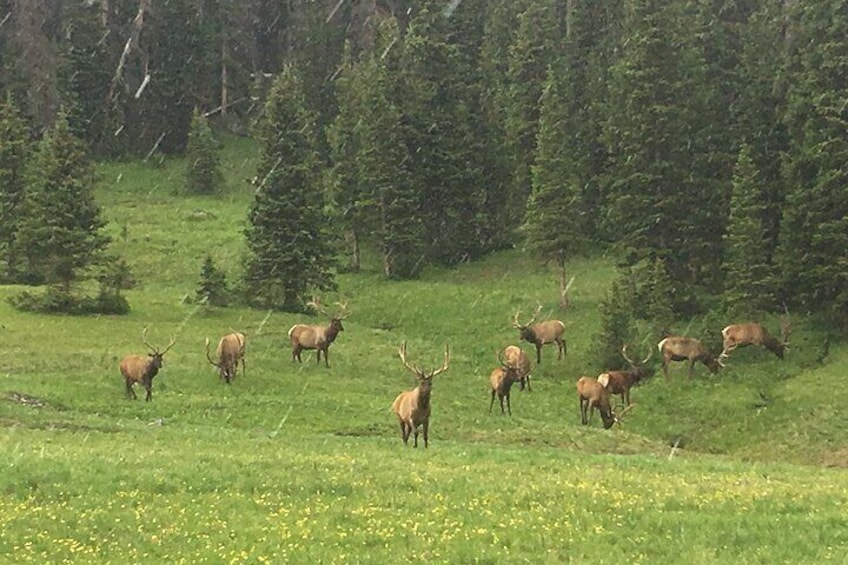 Rocky Mountain Elk in a meadow