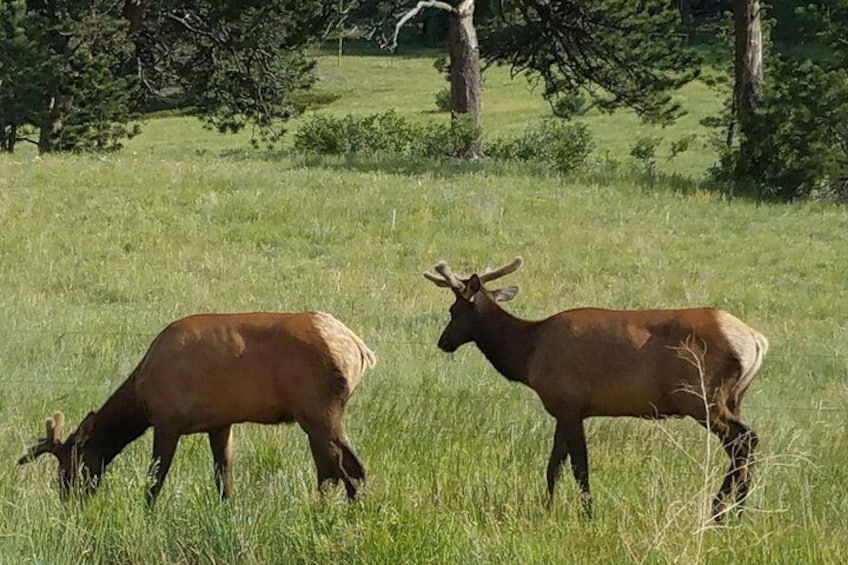 Elk