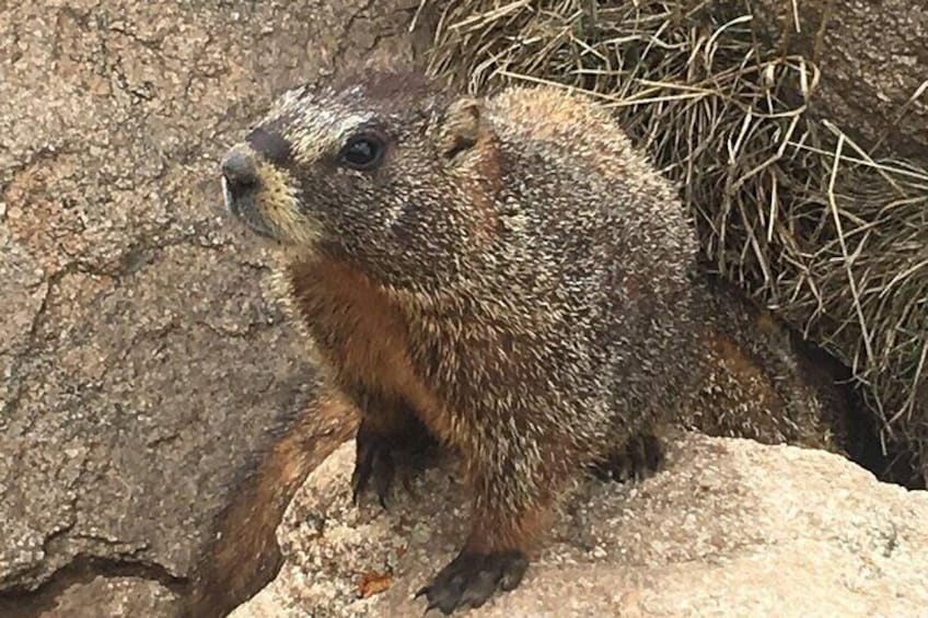 Yellow-bellied marmot