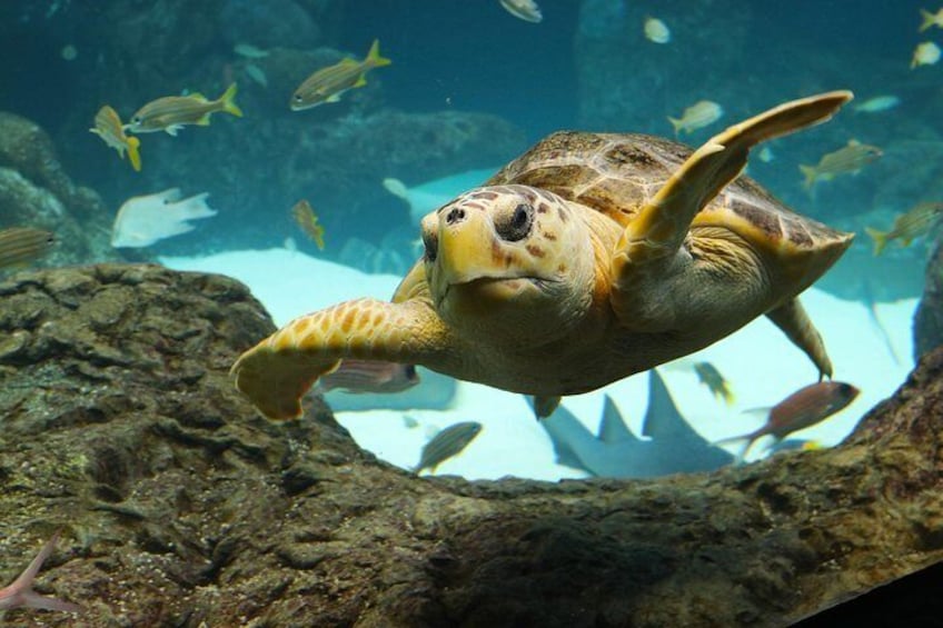 See coral trees, rays, turtles and more in the Heart of the Sea exhibit, part of the conservation gallery at at The Florida Aquarium in downtown Tampa, Florida