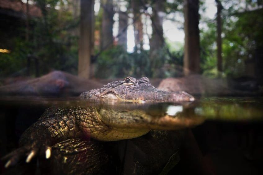 American alligators in Wetlands Trail, part of the indoor mangrove forest at at The Florida Aquarium in downtown Tampa, Florida