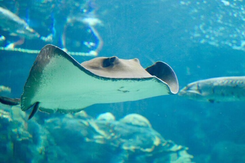 Skip the Line: The Florida Aquarium in Tampa Bay Ticket