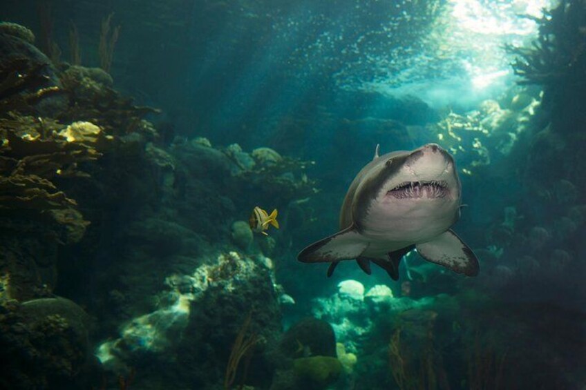 Sharks in 500,000 gallon Coral Reef habitat at at The Florida Aquarium in downtown Tampa, Florida