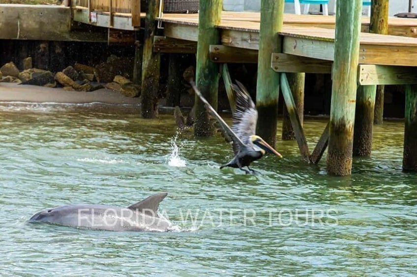 St. Augustine Dolphin and Wildlife Adventure Cruise