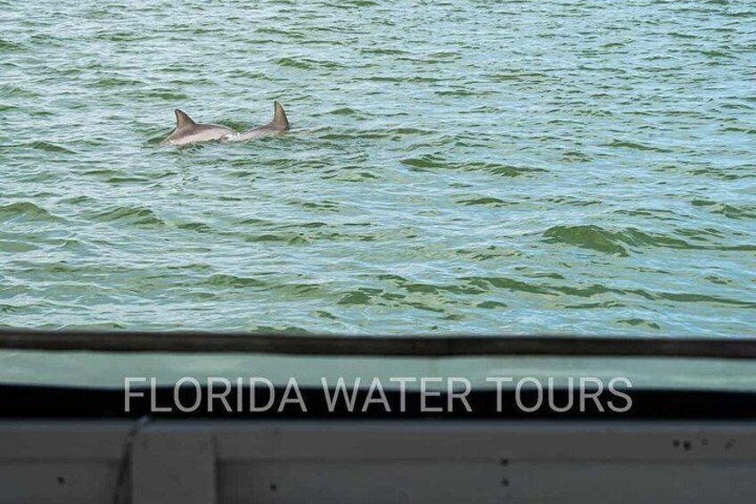 St. Augustine Dolphin and Wildlife Adventure Cruise