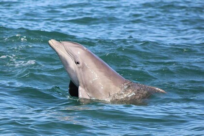 Aventure des dauphins et de la faune de Saint-Augustin