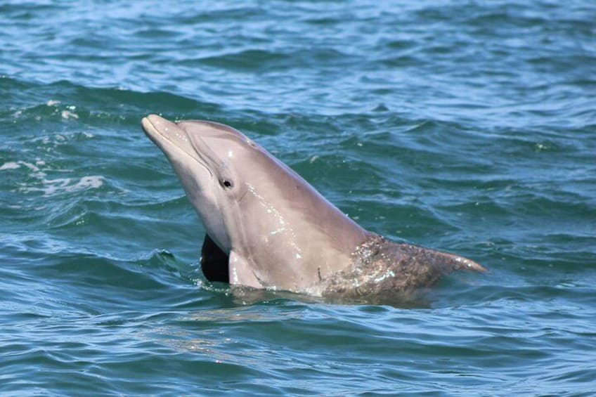 Curious Dolphin