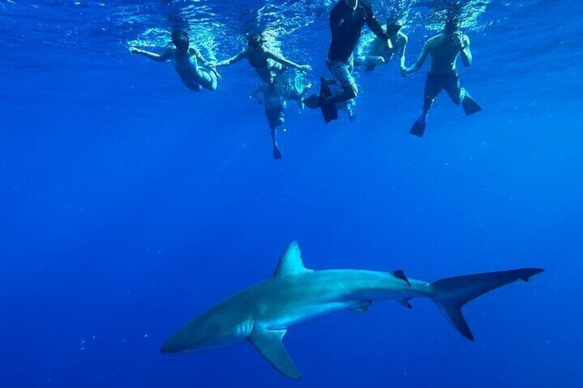 Swim with Sharks (cage-free) from Haleiwa, Oahu