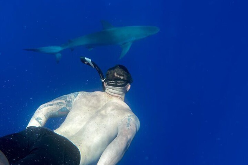 Swim with Sharks (cage-free) from Haleiwa, Oahu